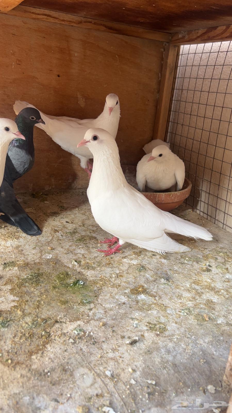 Sana'ani pigeon63667552845825111