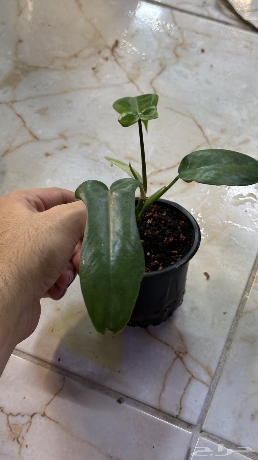 عروض على النباتات الداخلي63667554146819111