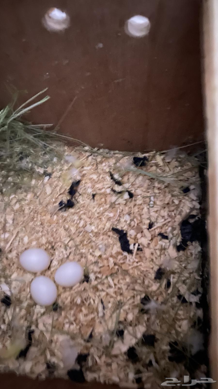 Broiler breeding pair63667552310787110