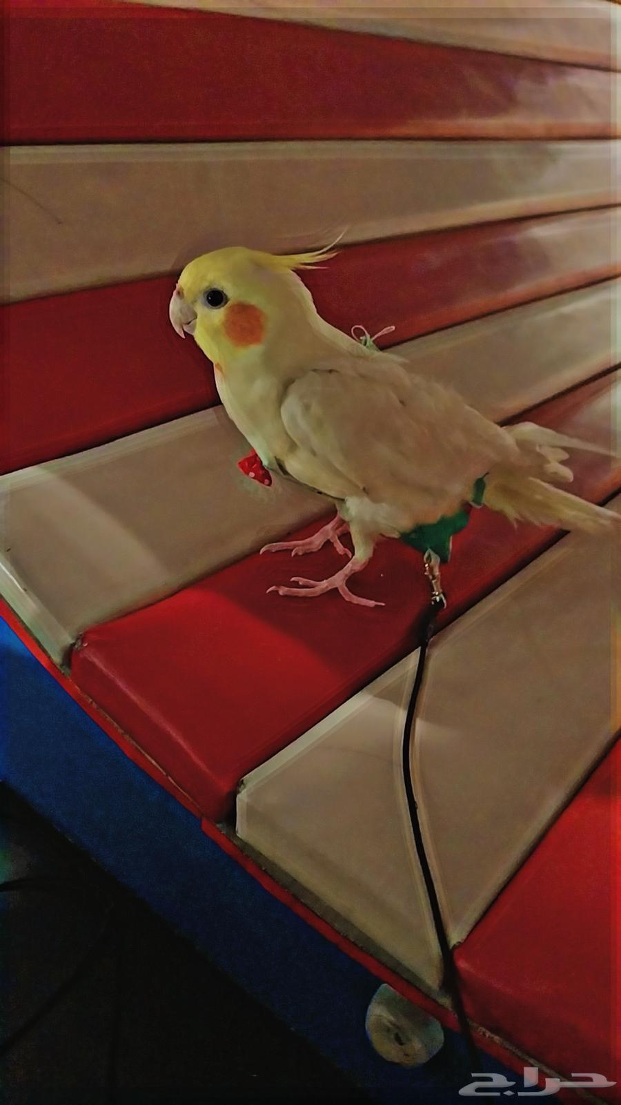 Crowned Bird Pair63667697580417111
