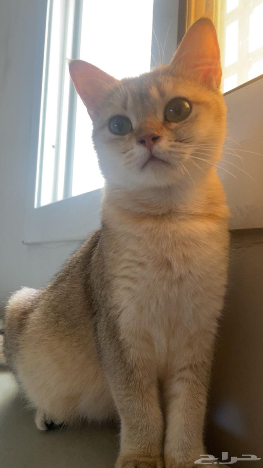 Scottish Straight Cat63667553750018111
