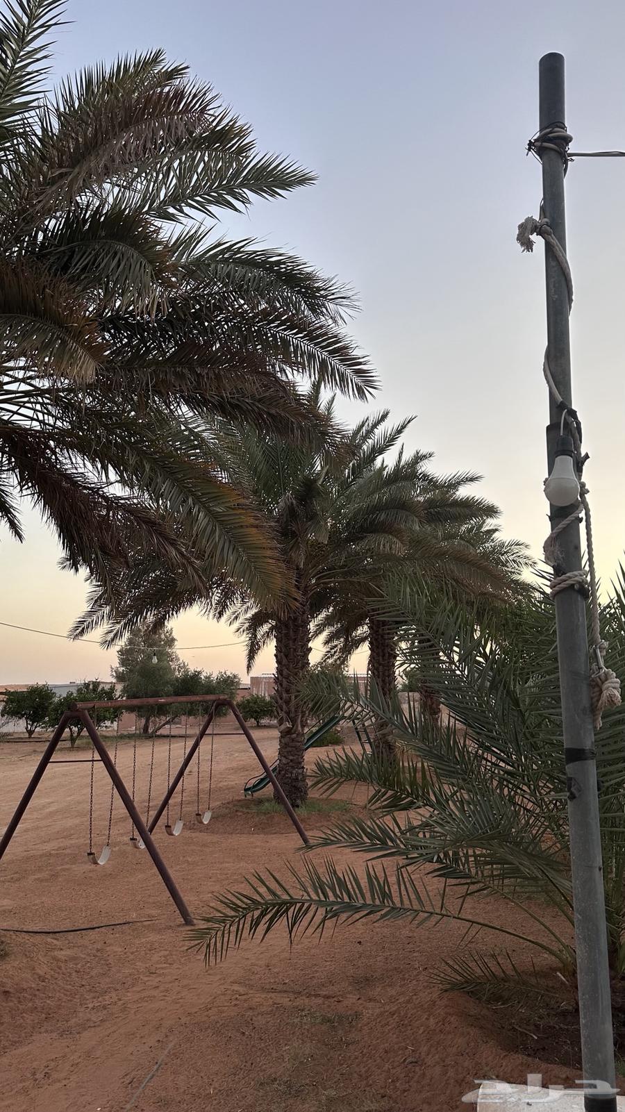 Palm trees for sale63667697128961114