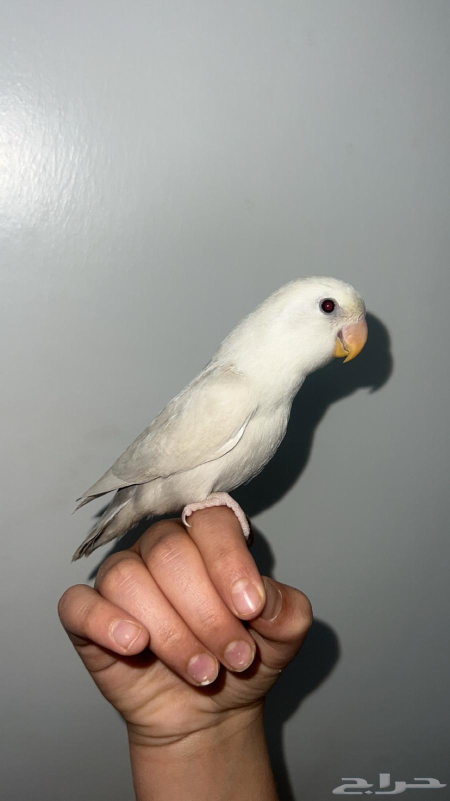 Bird for Sale Today63667554889985110