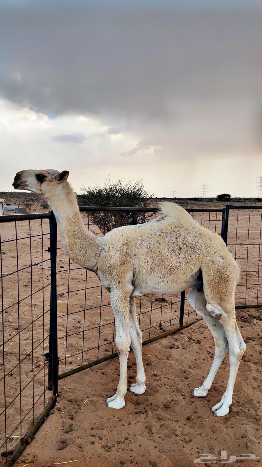 حوار للبيع من عيال بعارين ابن حميد63667697357442112