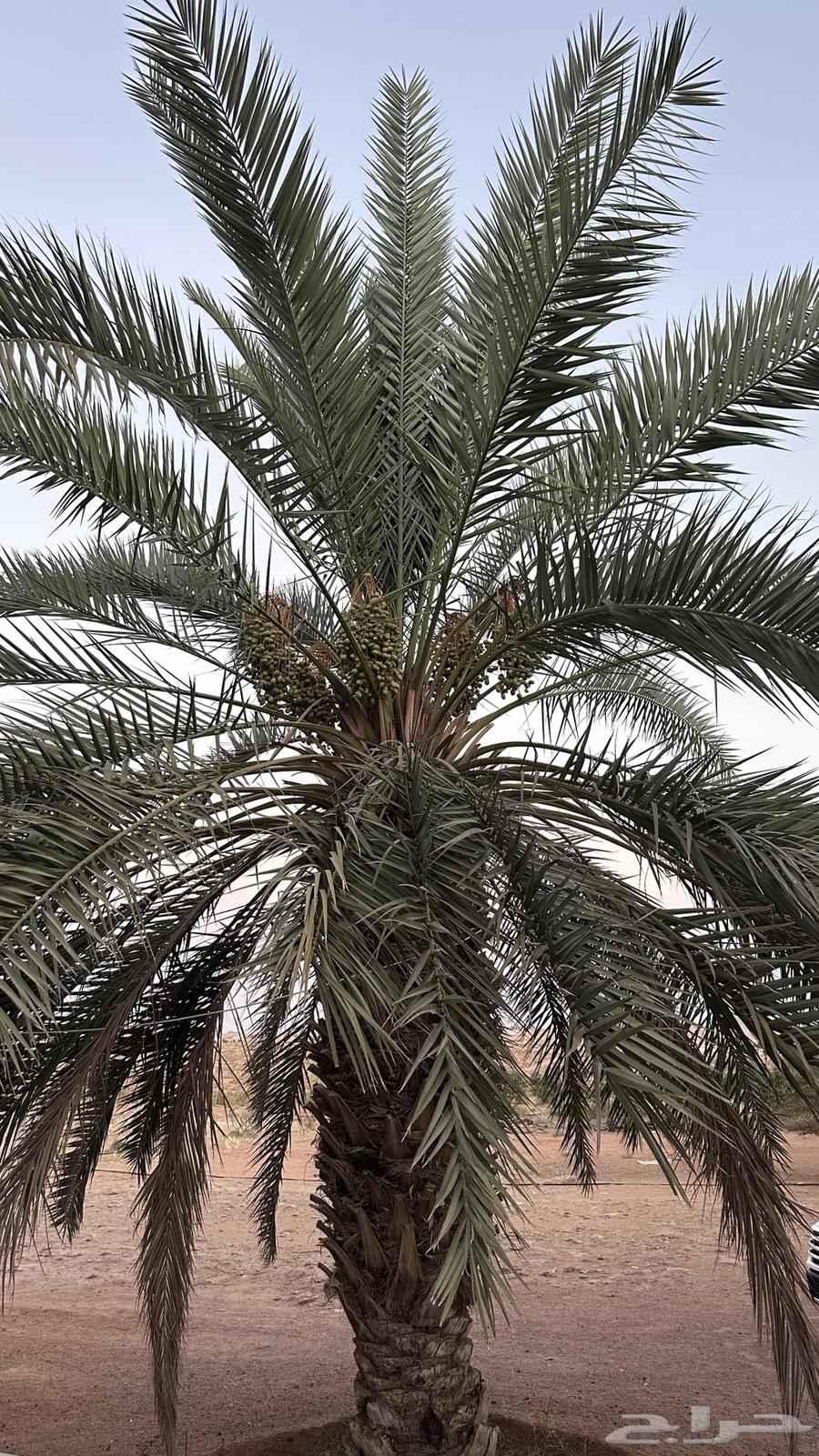 Palm trees for sale63667697128961113