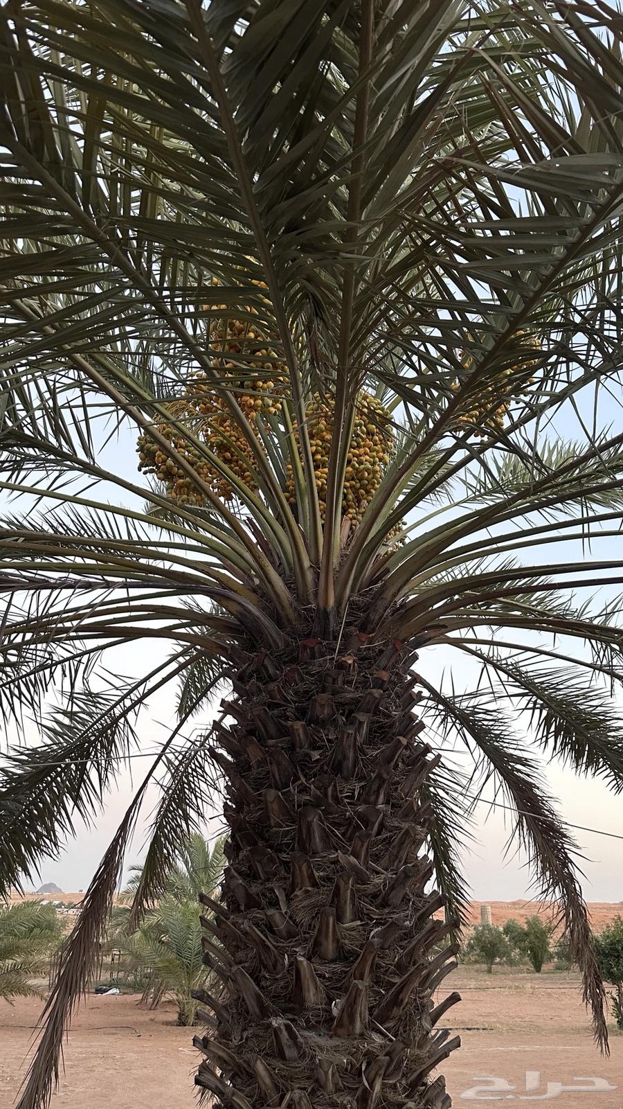 Palm trees for sale63667697128961110
