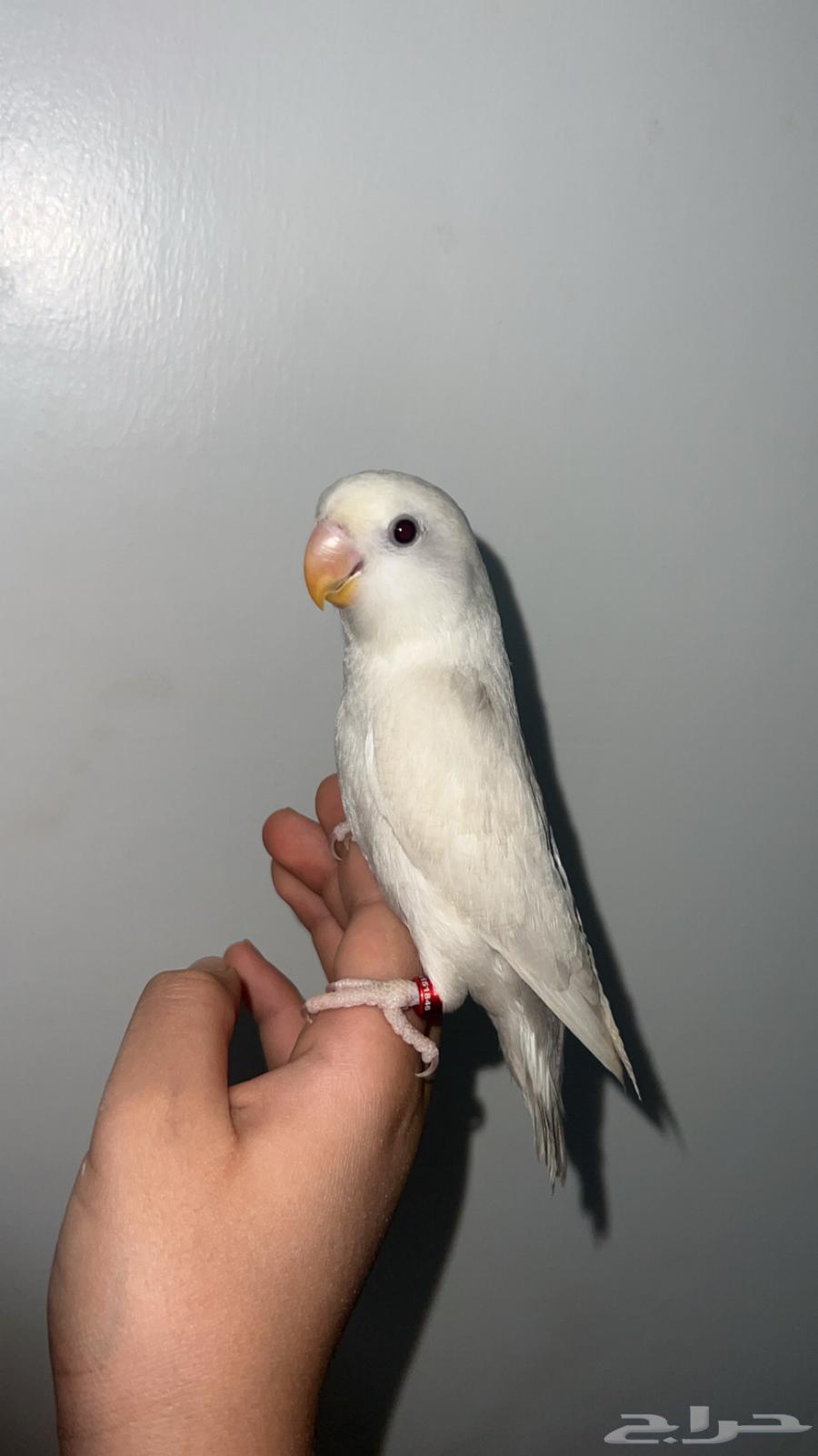 Bird for Sale Today63667554889985111