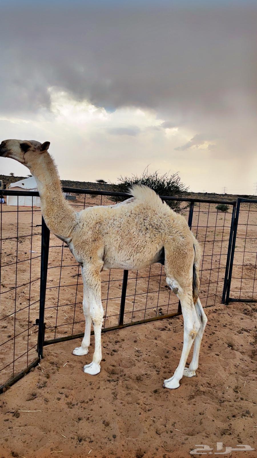 حوار للبيع من عيال بعارين ابن حميد63667697357442110