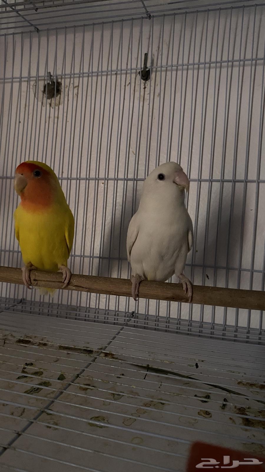 Broiler breeding pair63667552310787112