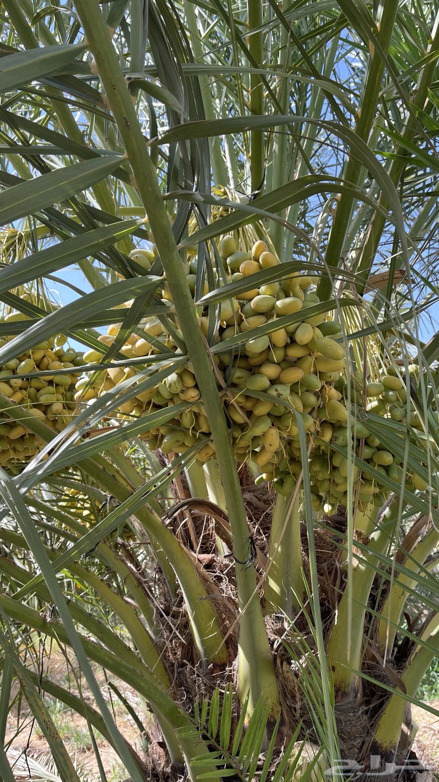 للبيع محصول نخل خلاص وهلالي وبرحي63667554537475112