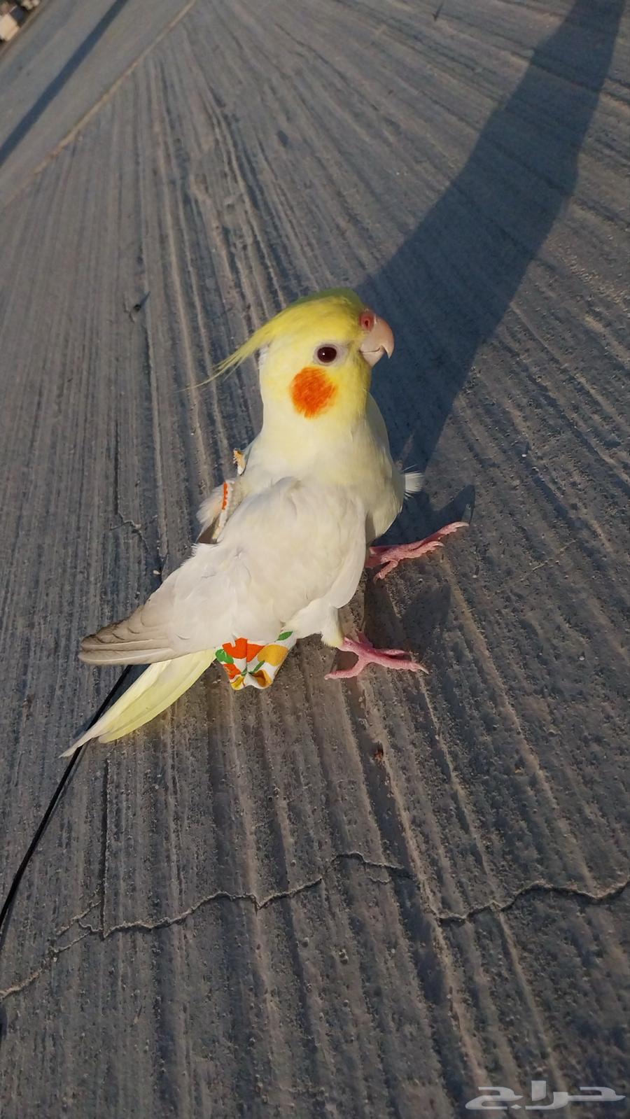 Crowned Bird Pair63667697580417110