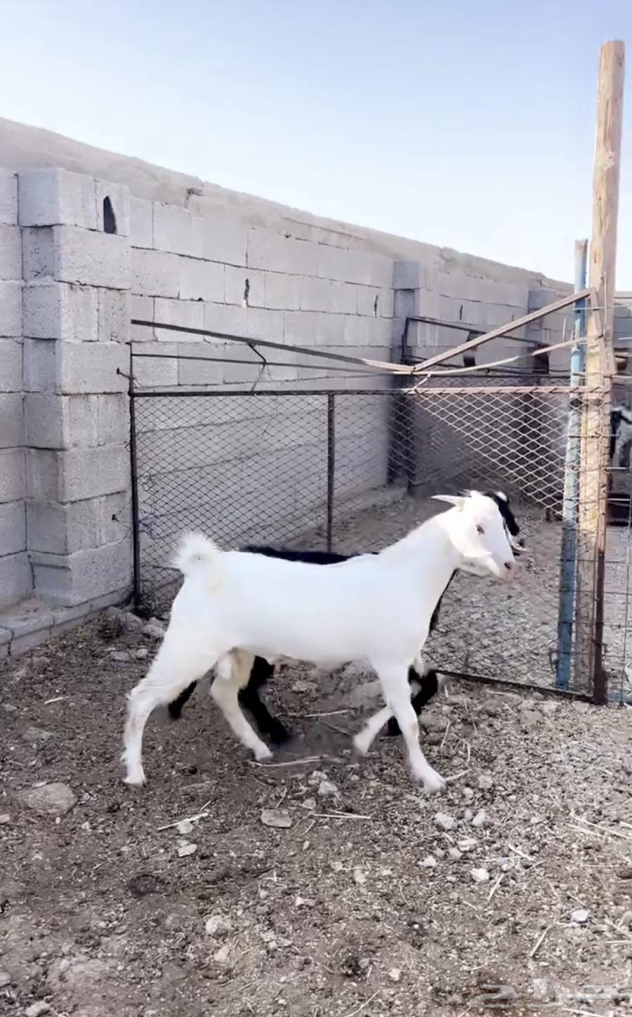 تيوس للبيع63667688292226110