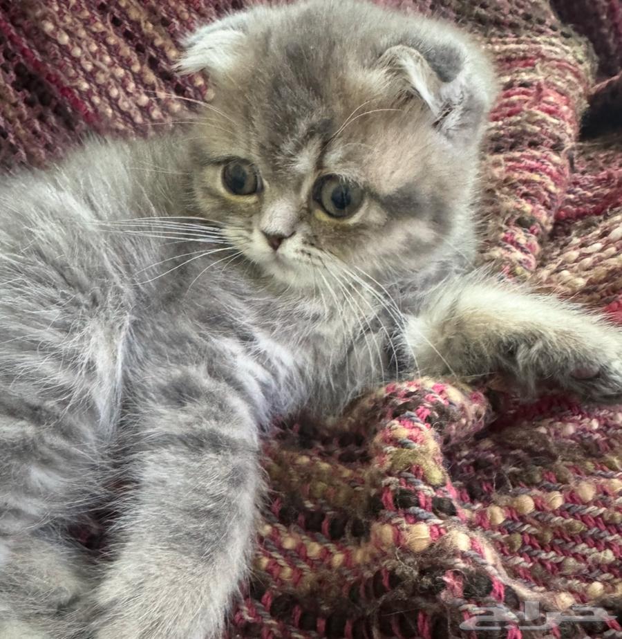 Scottish Fold female for sale63667690288771110