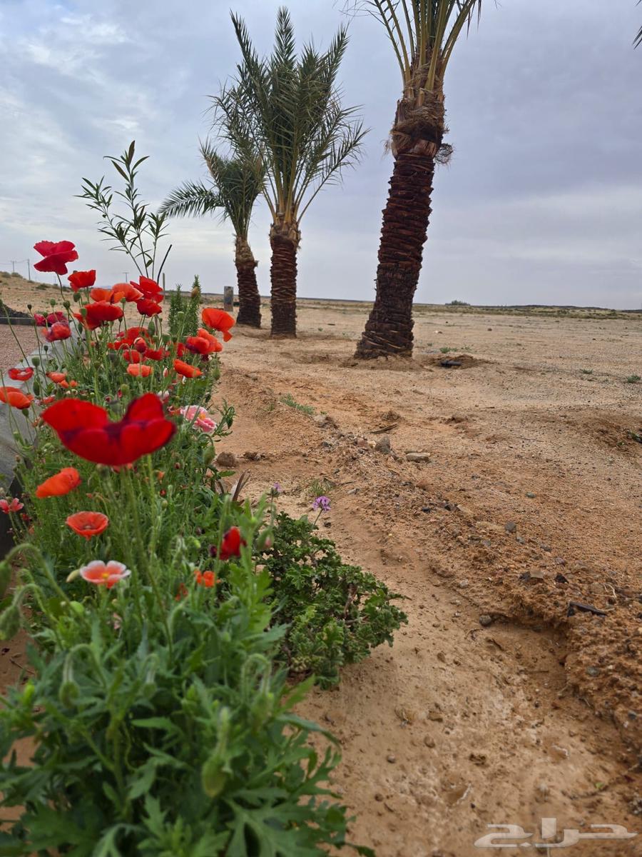 مزرعة للبيع