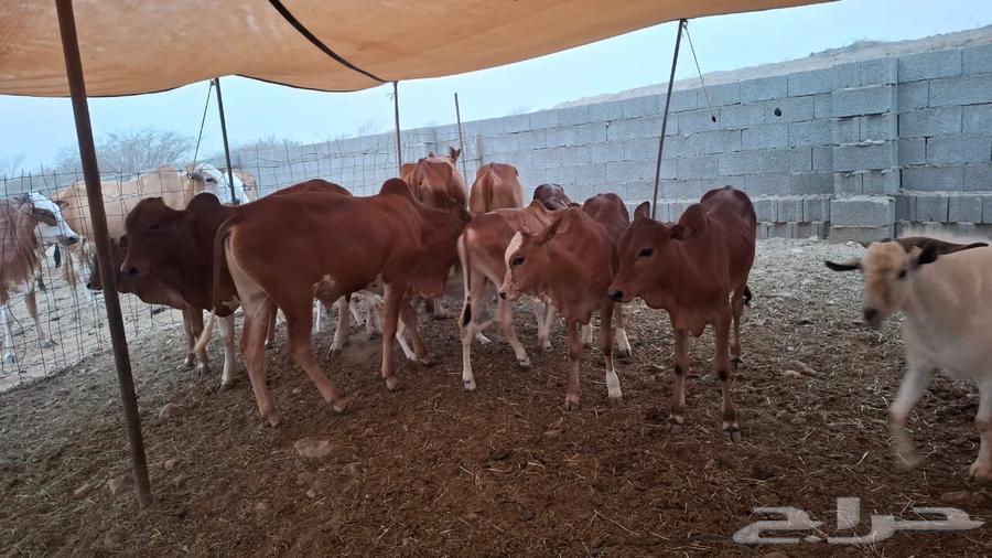 بقر مراوح واحد للبيع63667801112962112