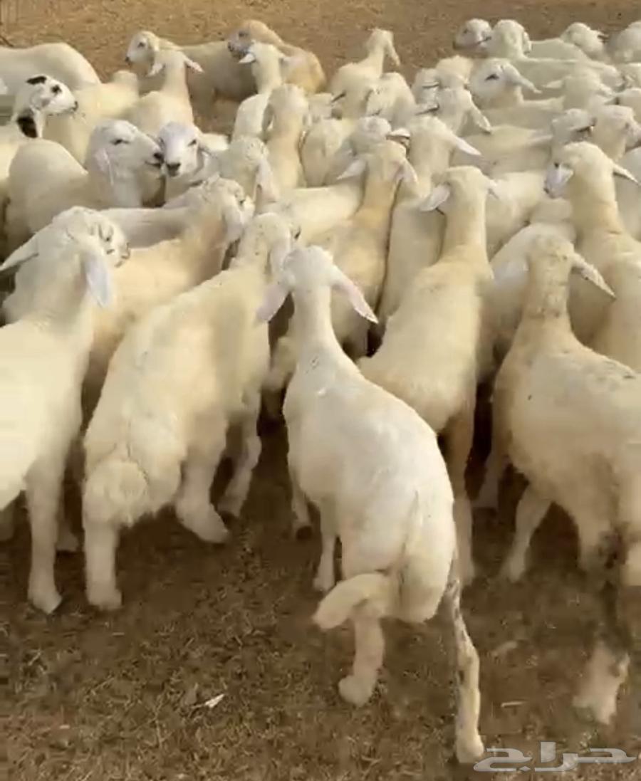 طليان حري فرصه للمربين63667689389953112