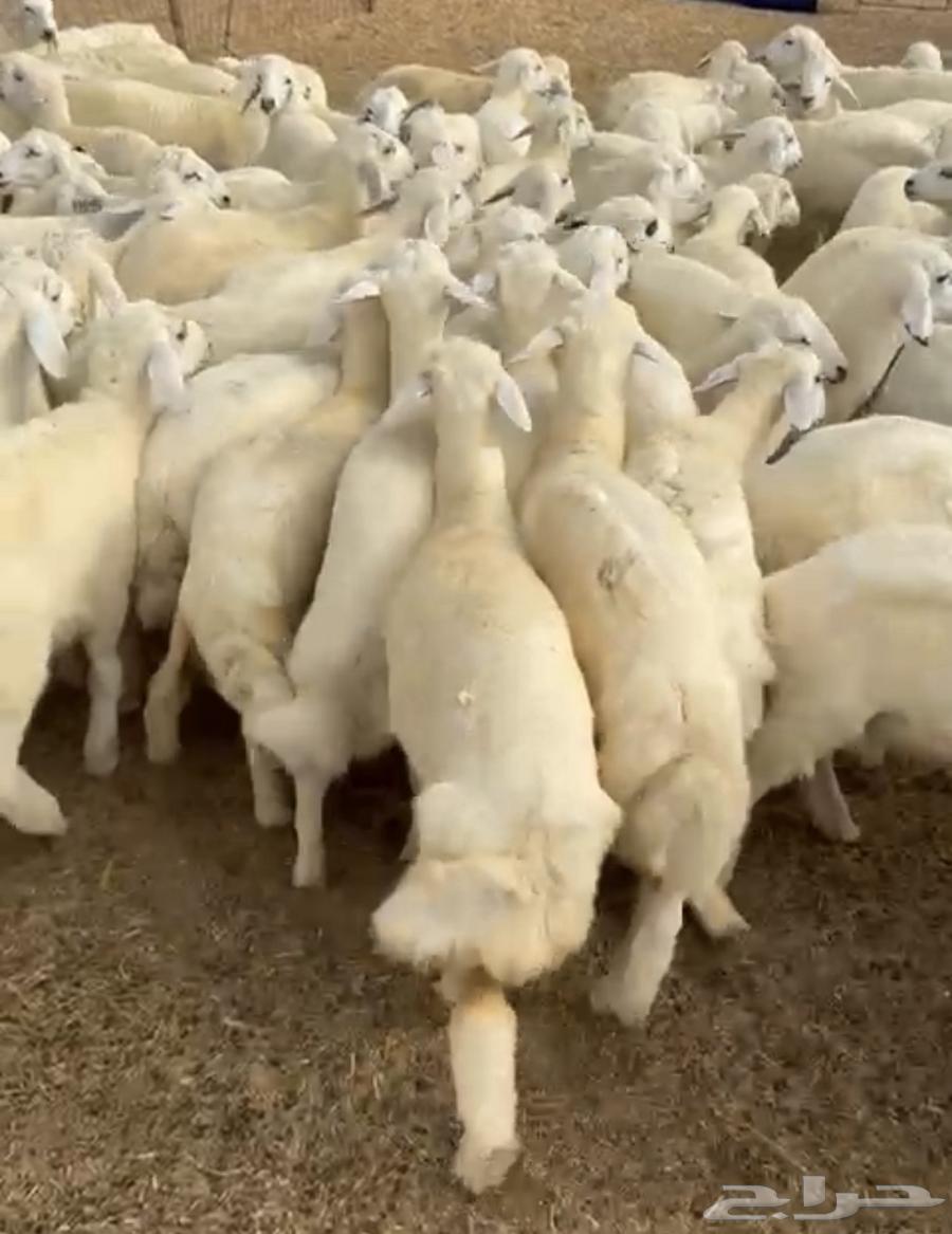 طليان حري فرصه للمربين63667689389953110