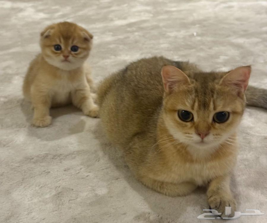 Scottish Straight Cat63667553750018110