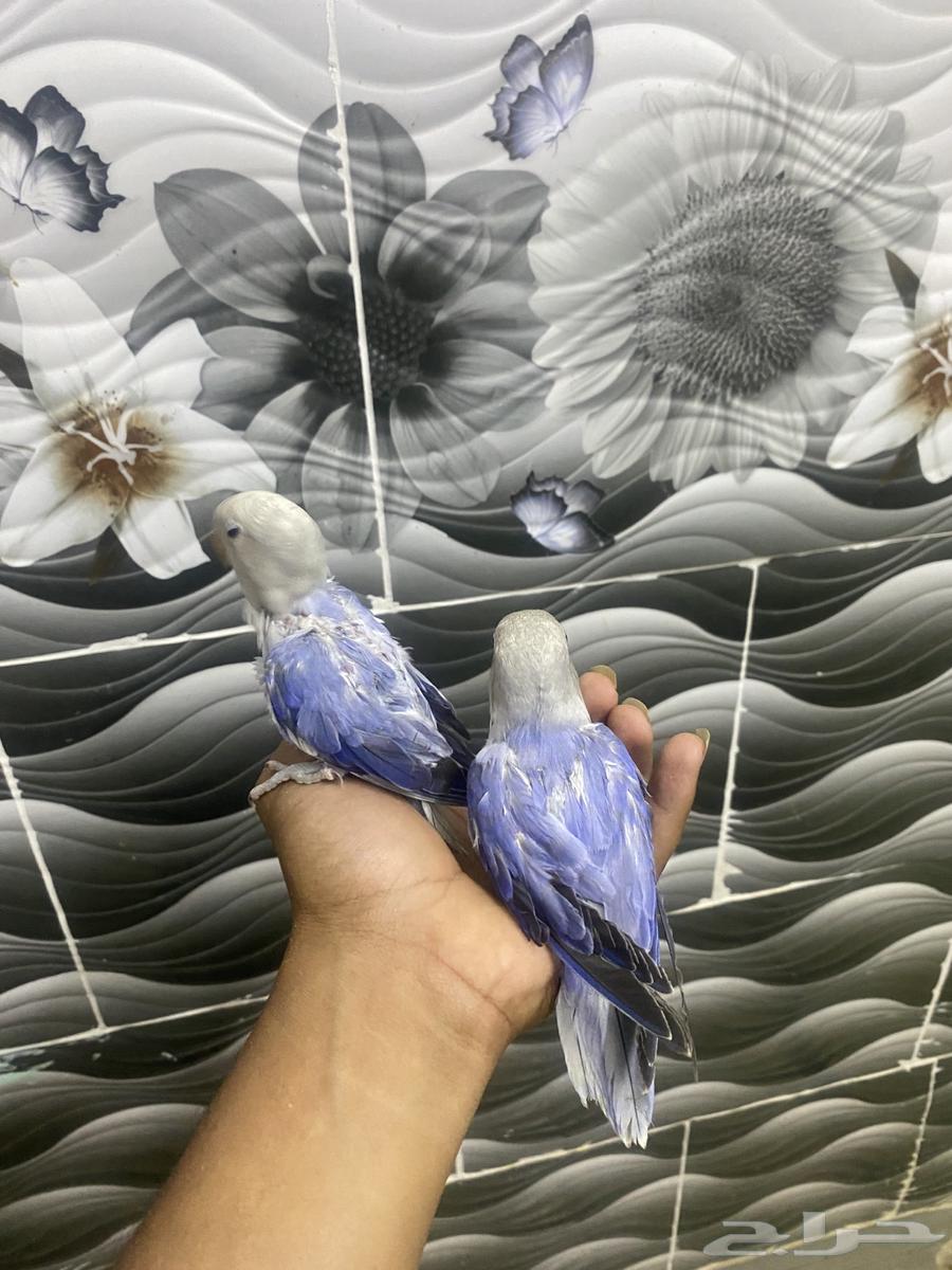 Birds of the day63667798801539113