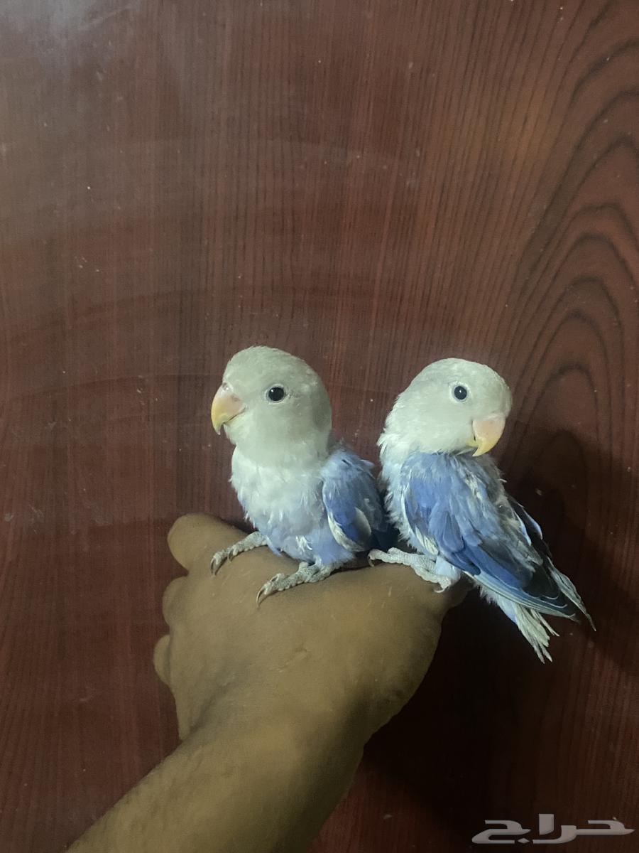 Birds of the day63667798801539110