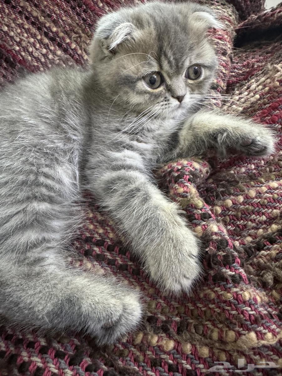 Scottish Fold female for sale63667690288771111