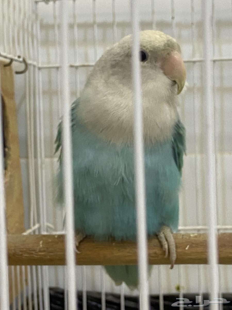Rose-breasted cockatoo for sale63667549773570112