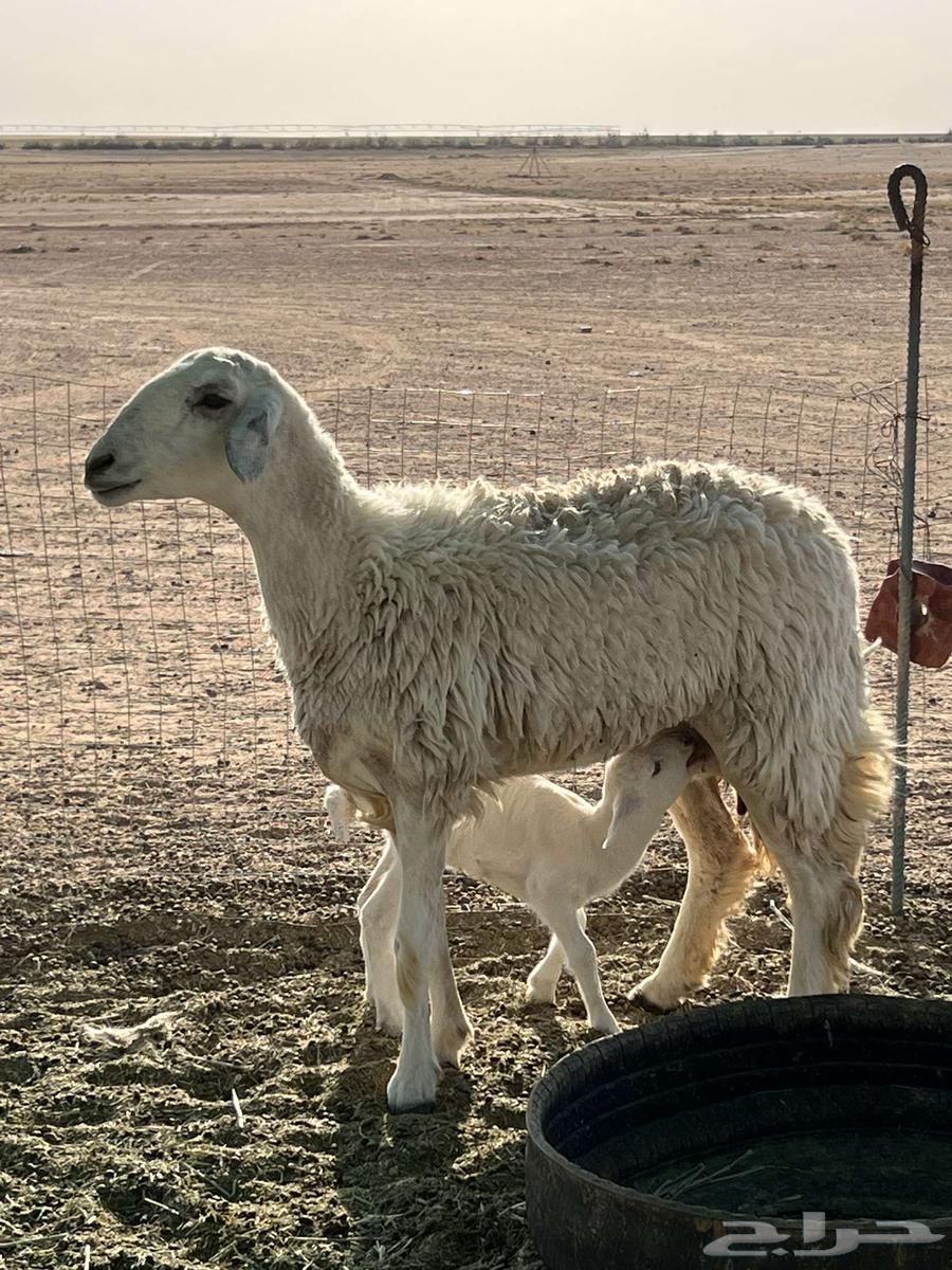 Camel with two humps, beneath it a high-quality camel63667547207555110