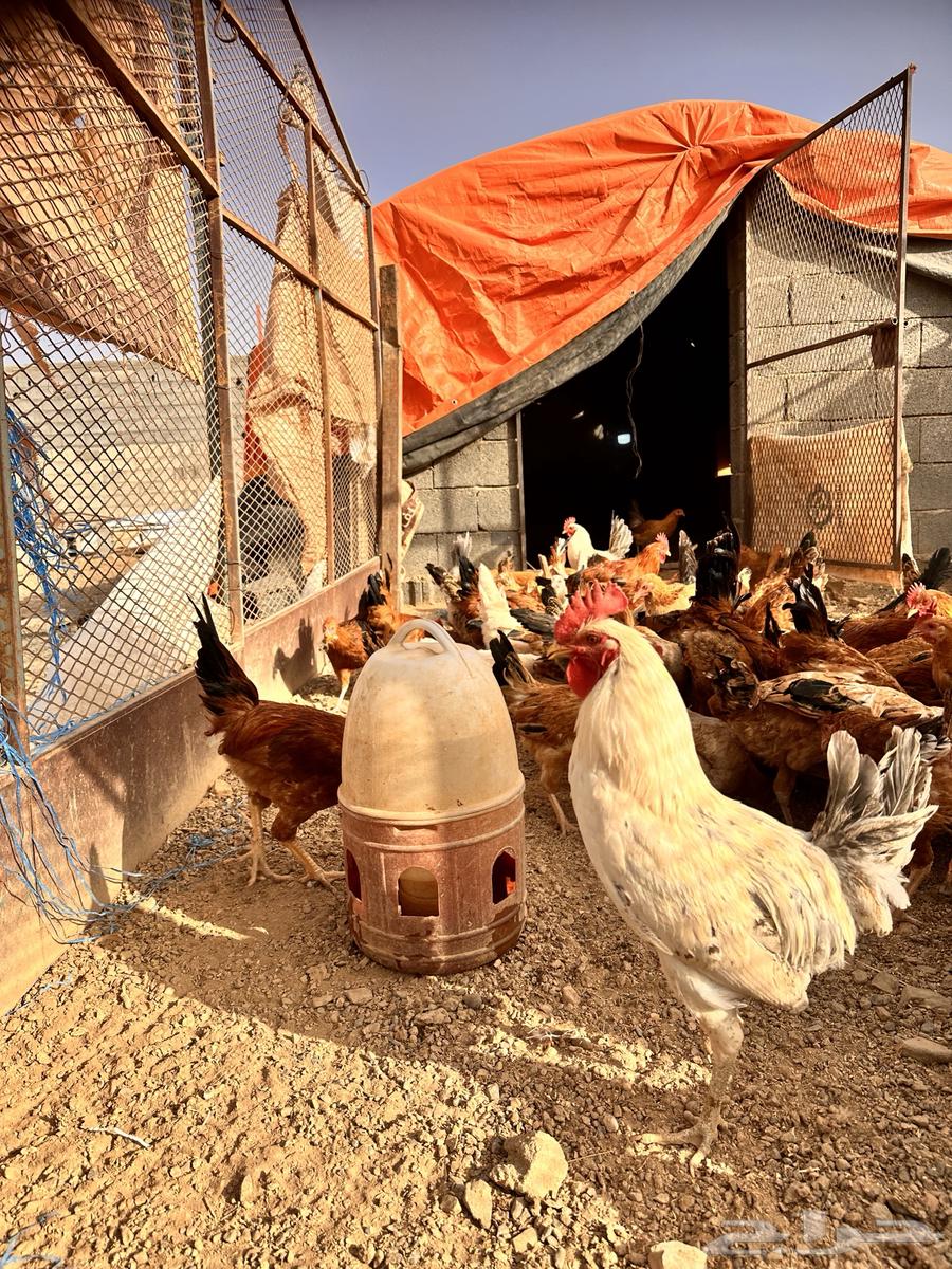 Chickens needed for sale63667550262017110