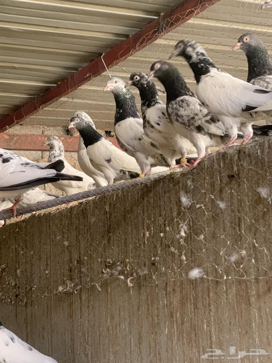 Pakistani racing pigeon. (Sold)63667697695489112