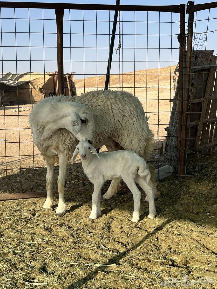 Camel with two humps, beneath it a high-quality camel63667547207555113
