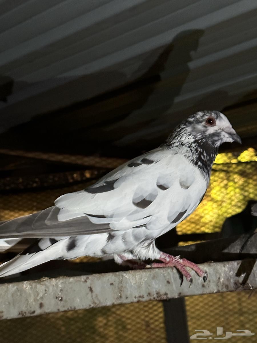 Pigeons for sale, homing pigeons and Pakistani pigeons63667802137985114