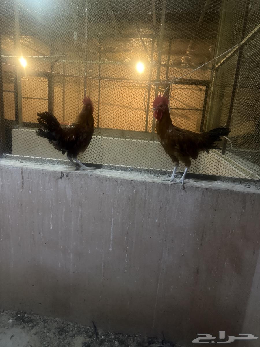 ديكه للبيع63667689604867110