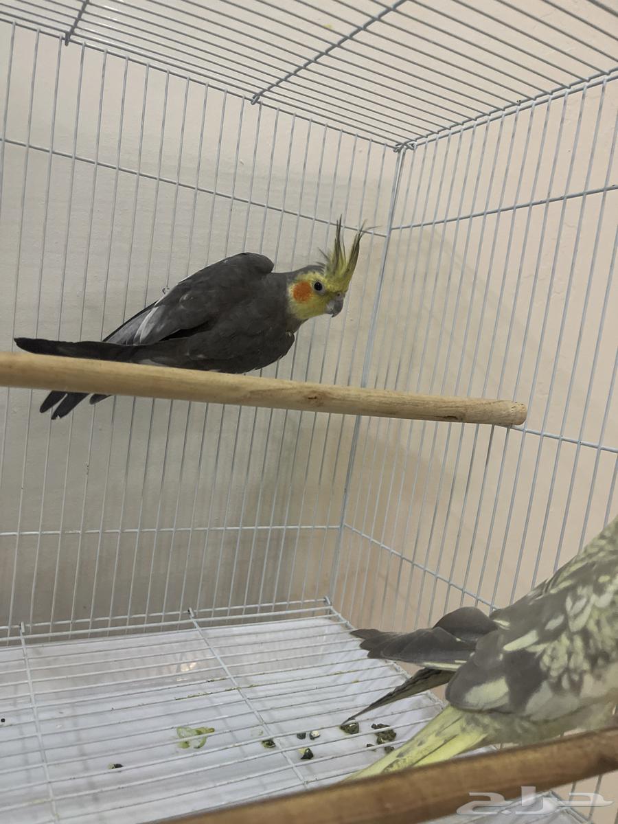 Crowan63667552523138111