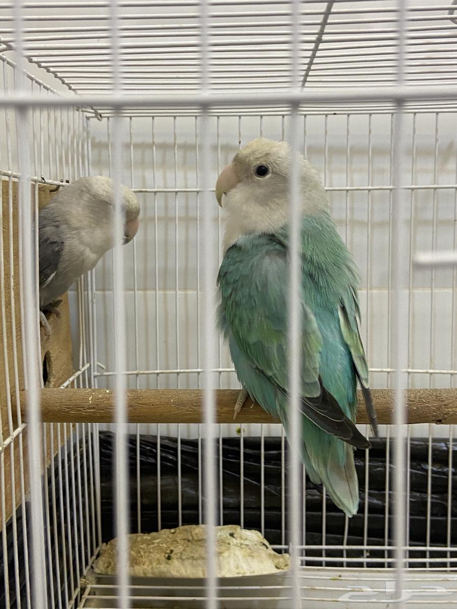 Rose-breasted cockatoo for sale63667549773570114