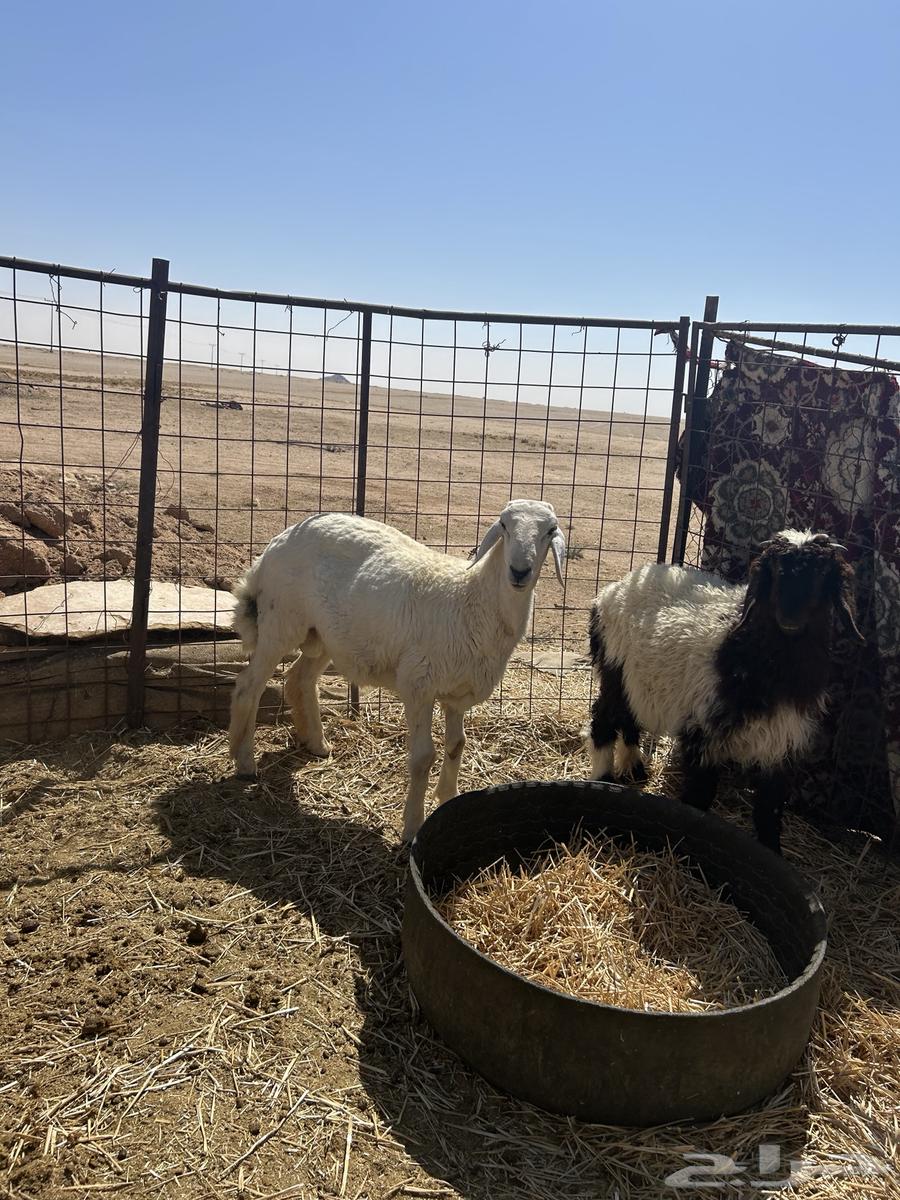للبيع طلي طيب63667555014403111