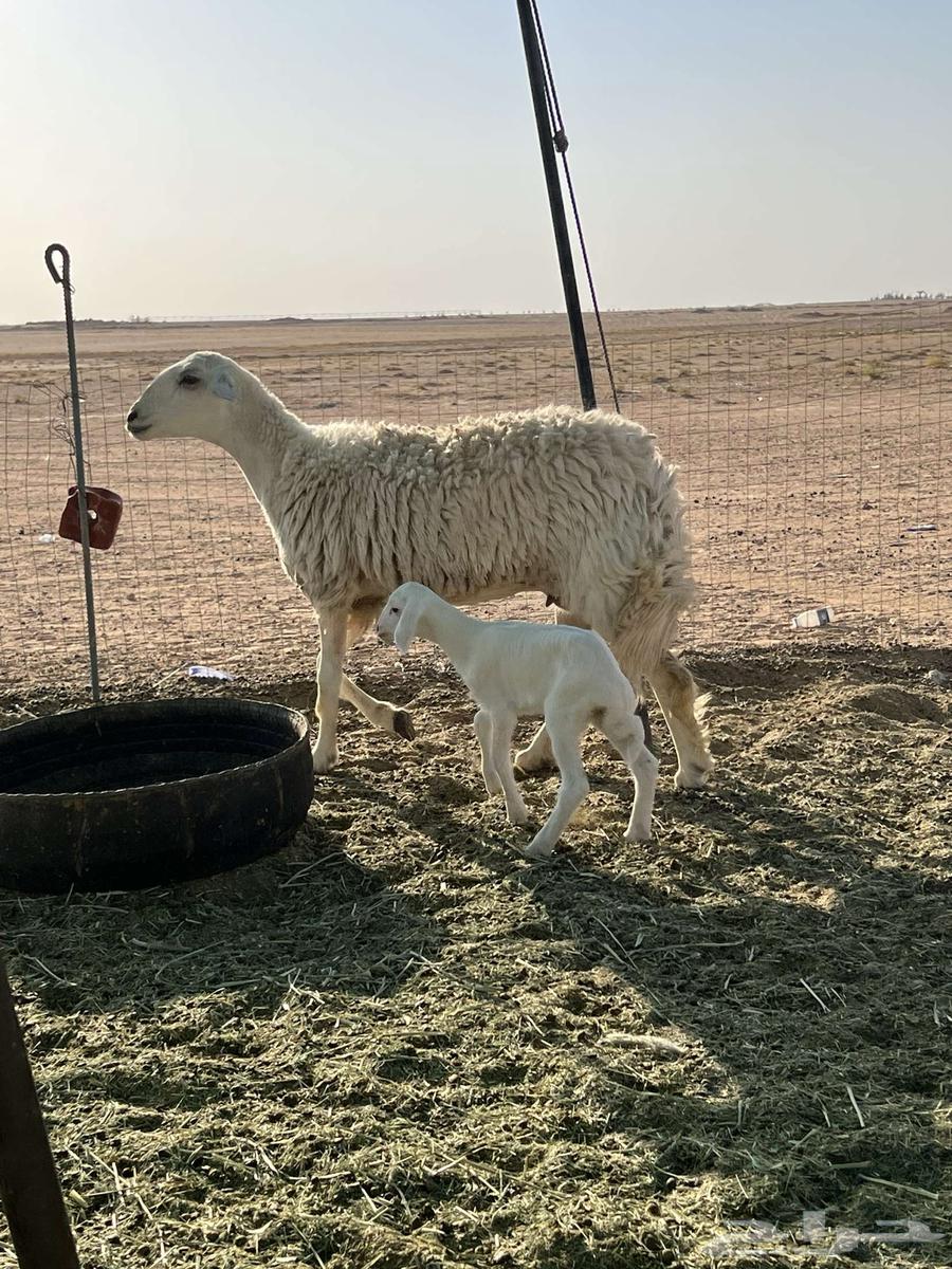 Camel with two humps, beneath it a high-quality camel63667547207555112