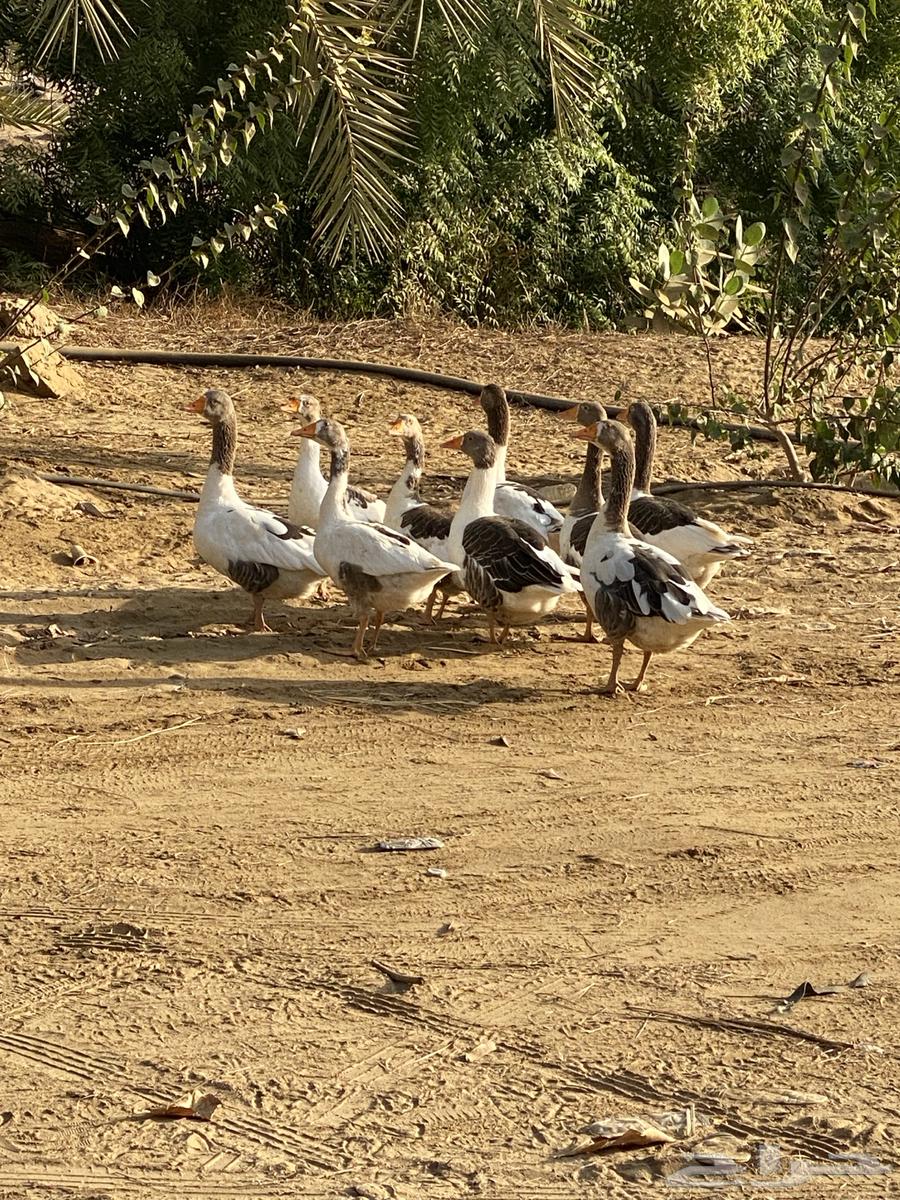 Domestic geese for sale, guaranteed63667552438658110