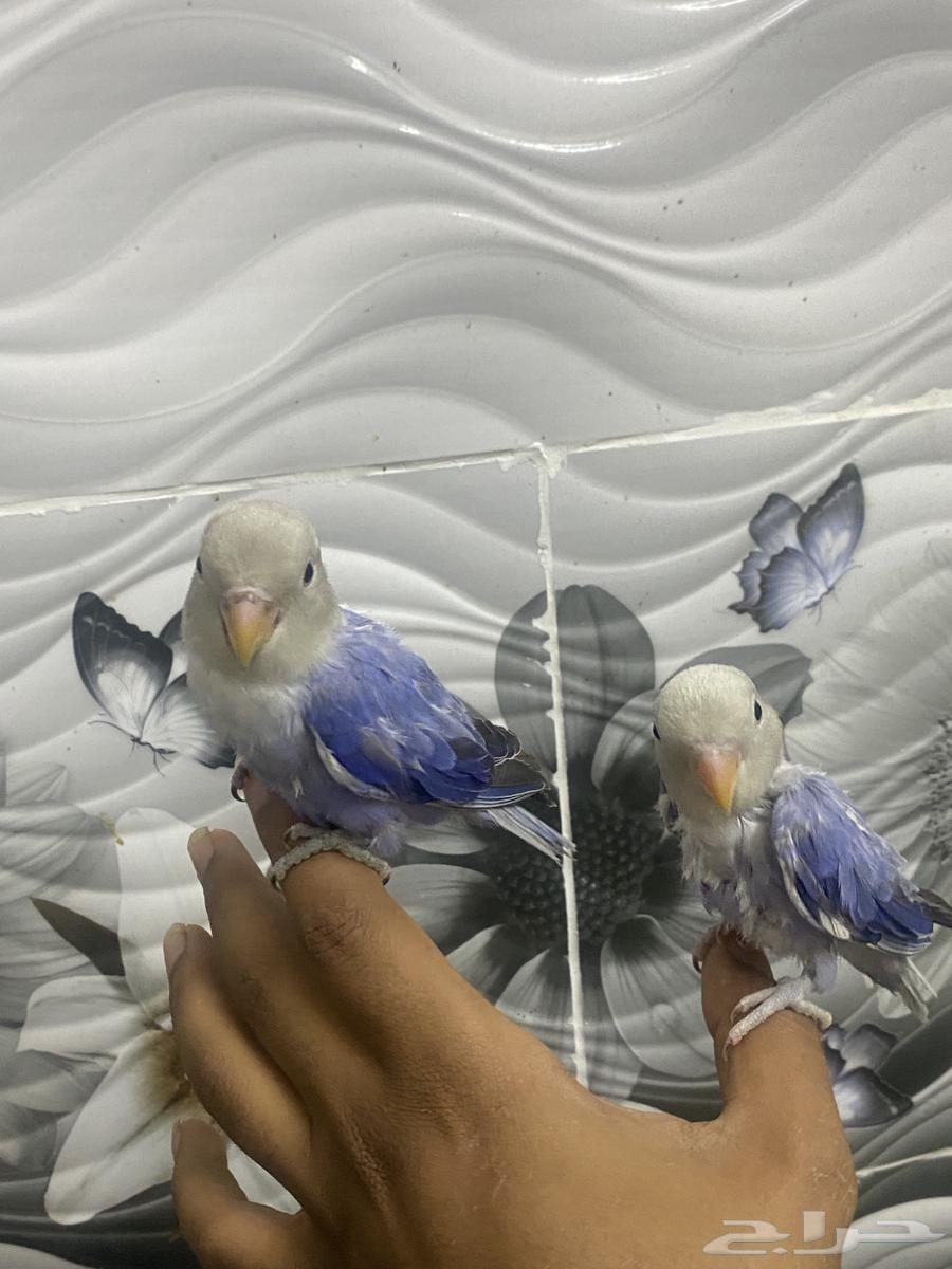 Birds of the day63667798801539114
