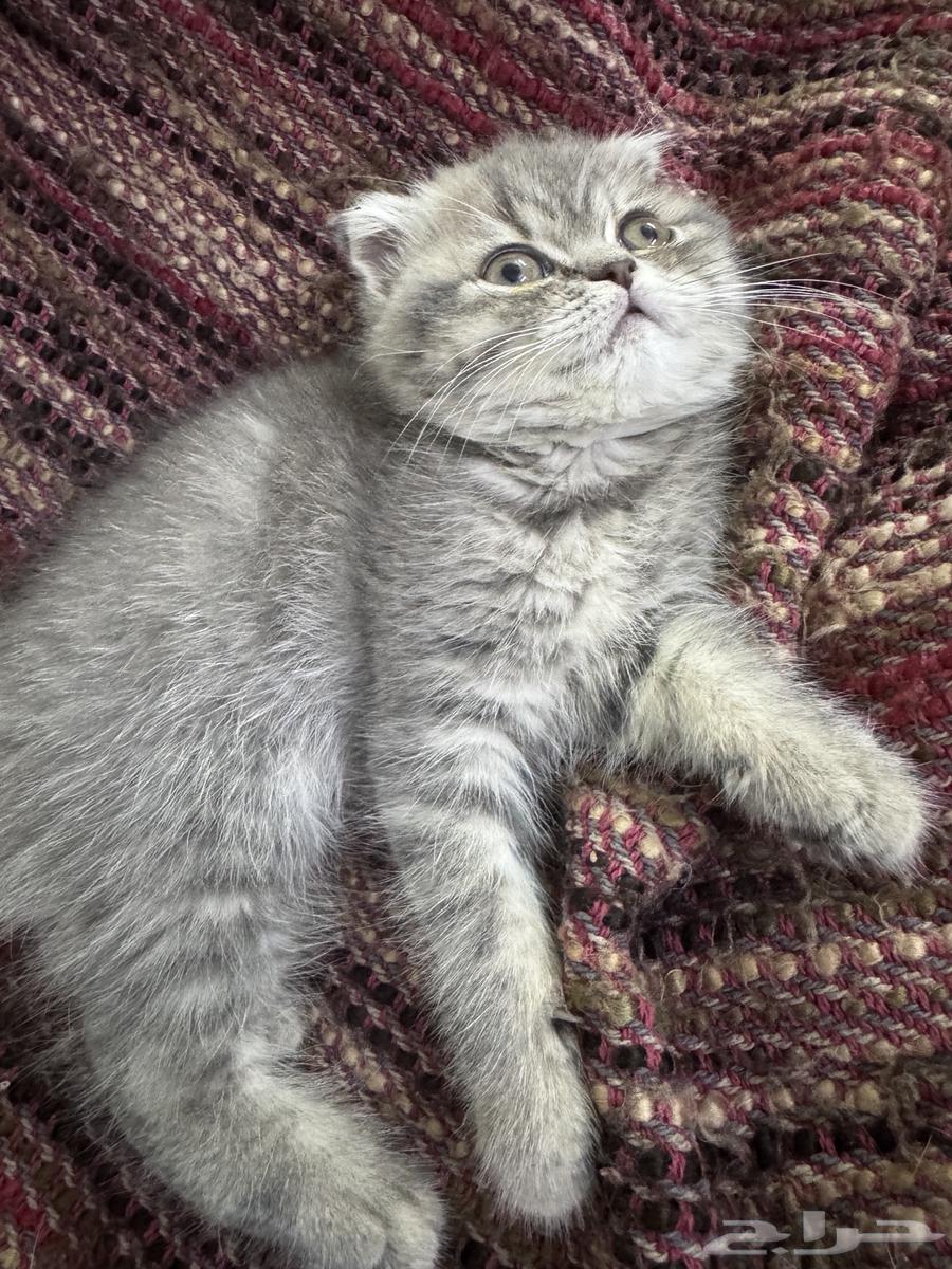 Scottish Fold female for sale63667690288771112