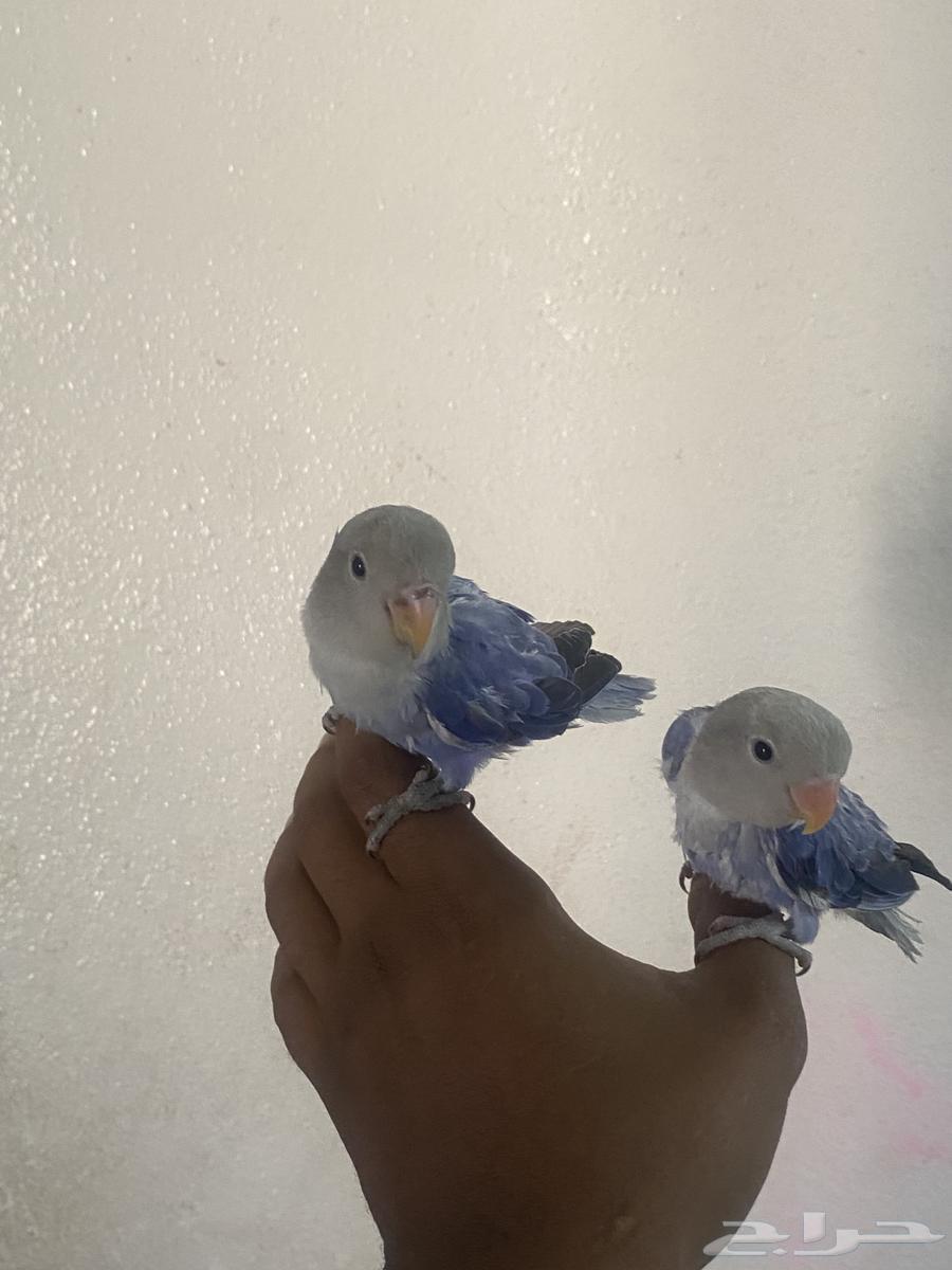 Birds of the day63667798801539112
