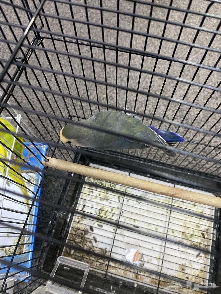 Budgie and Rose Birds63667697889410113