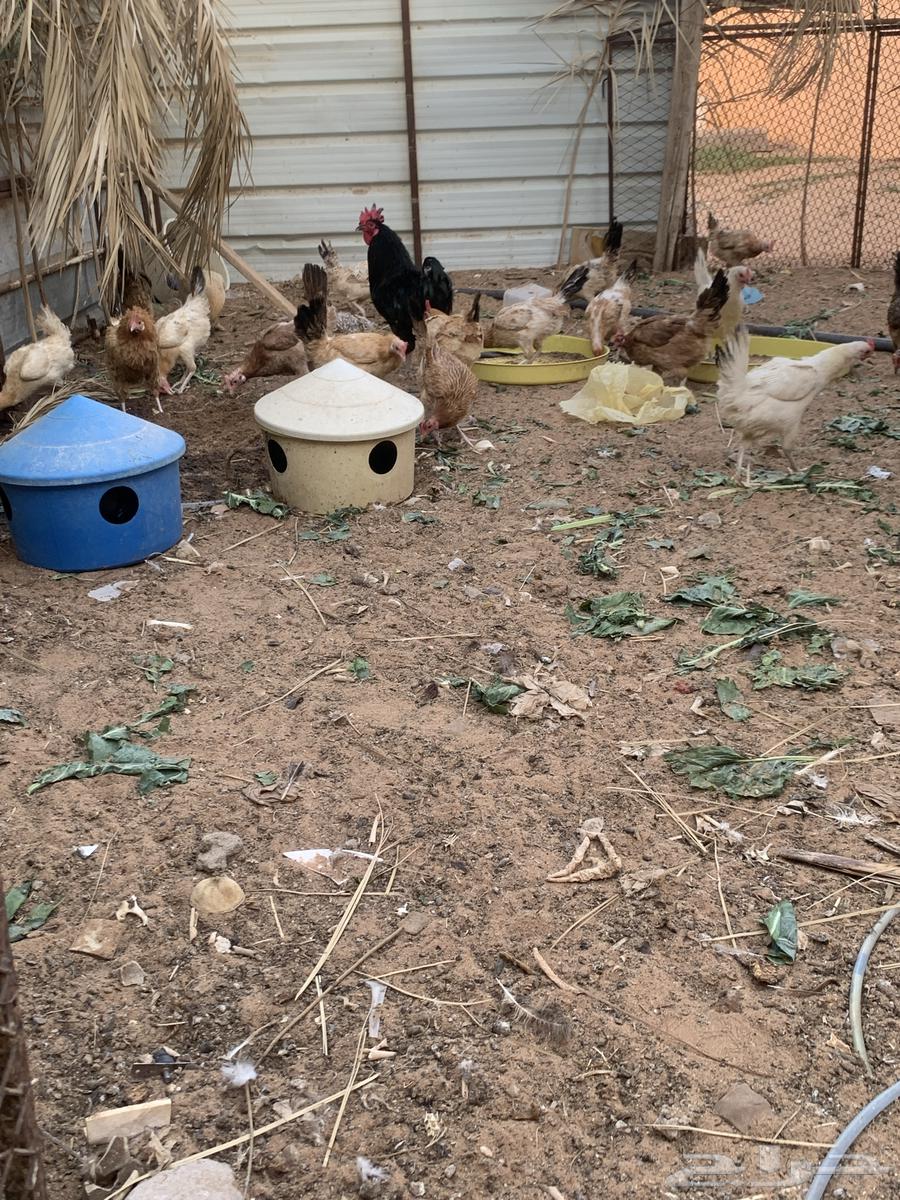 Local chicken for sale63667550724995110