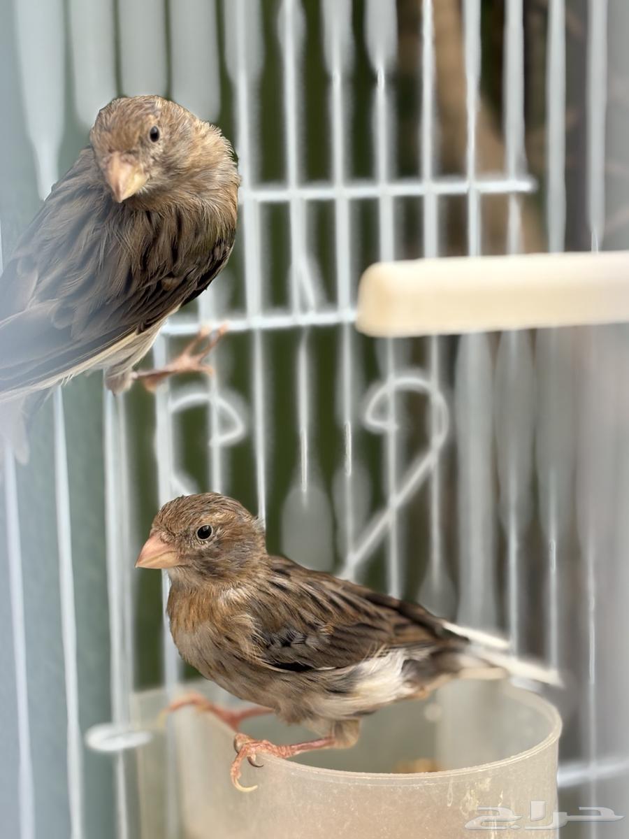 Canary Birds63667551673091114