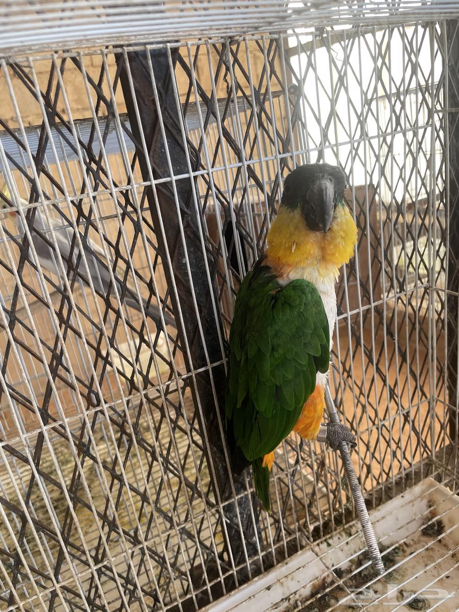 Black Cake Parrot63667547620354113