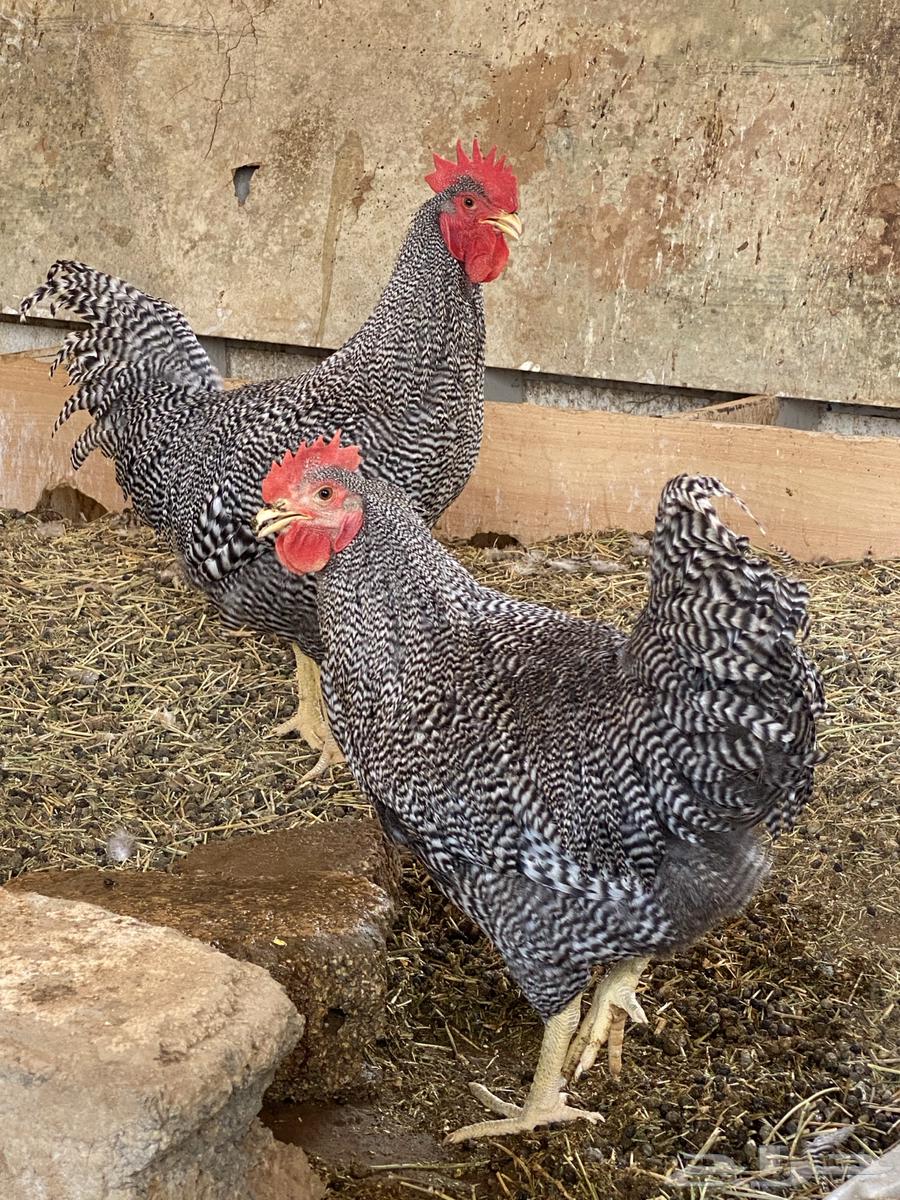 Huge American Peacocks Sold Sold63667546779779114