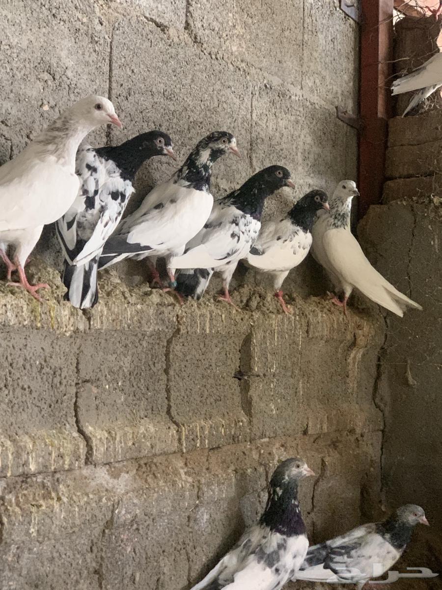 Pakistani racing pigeon. (Sold)63667697695489111