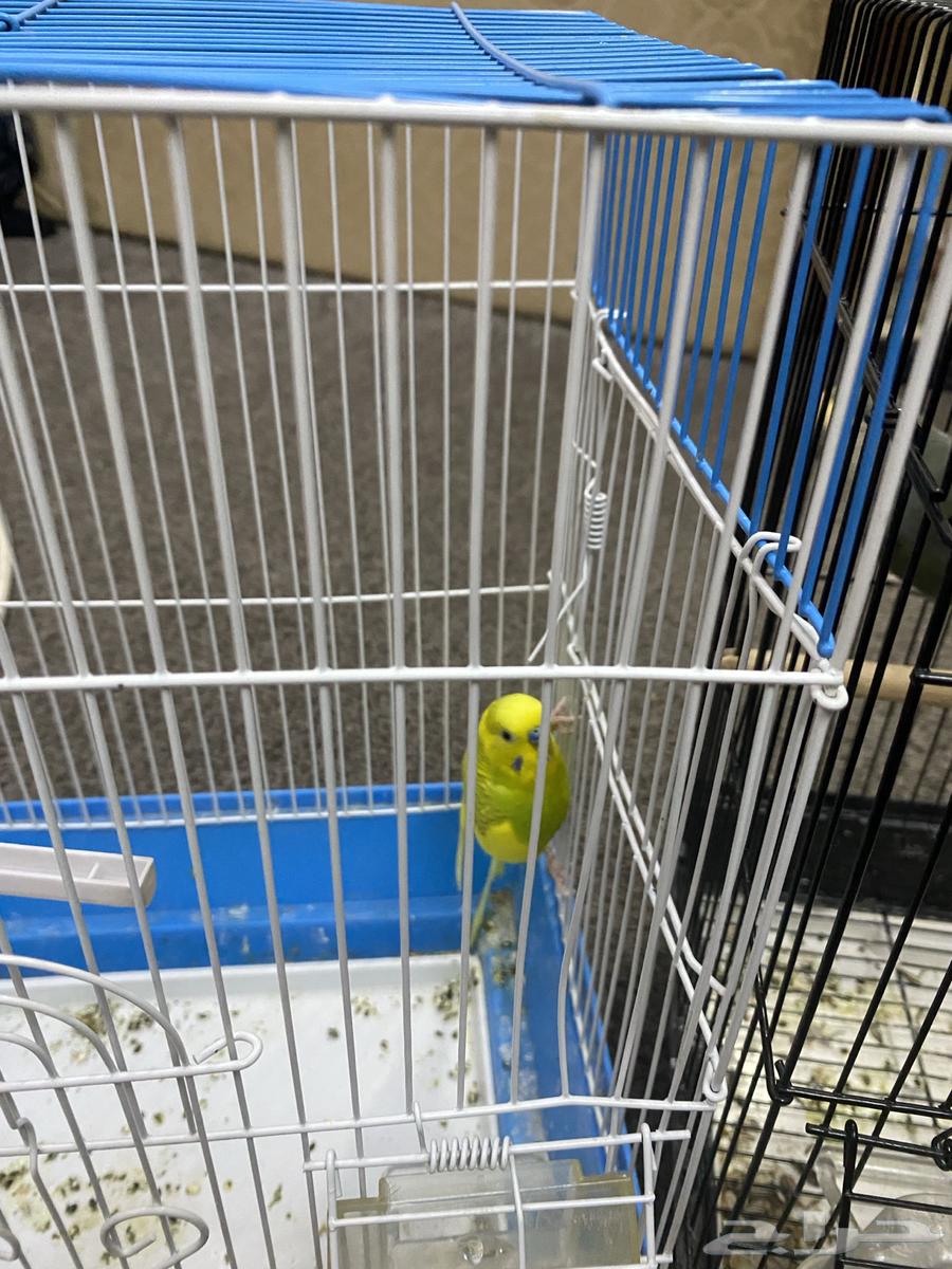 Budgie and Rose Birds63667697889410114