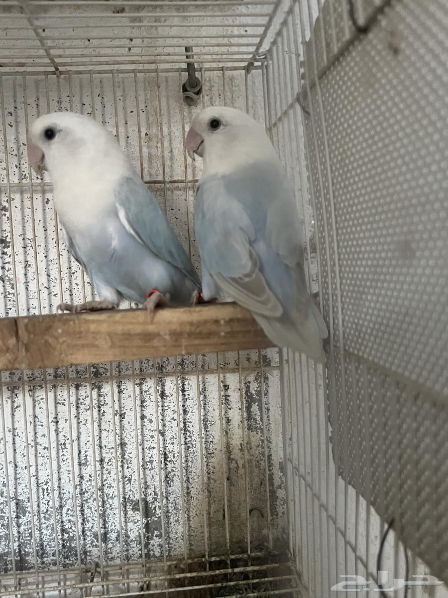 زوج روز منتج ( بلد اوبلاين)63667550935042114