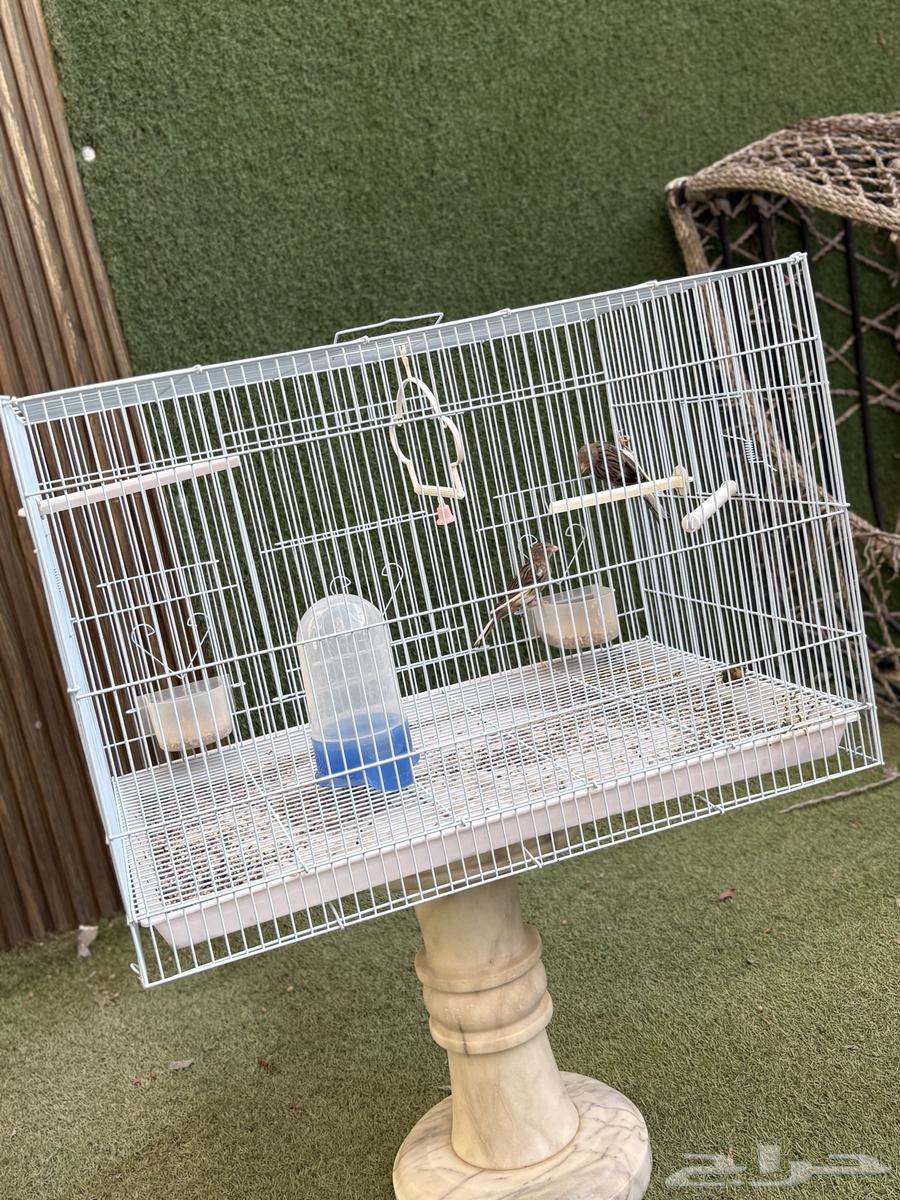 Canary Birds63667551673091110