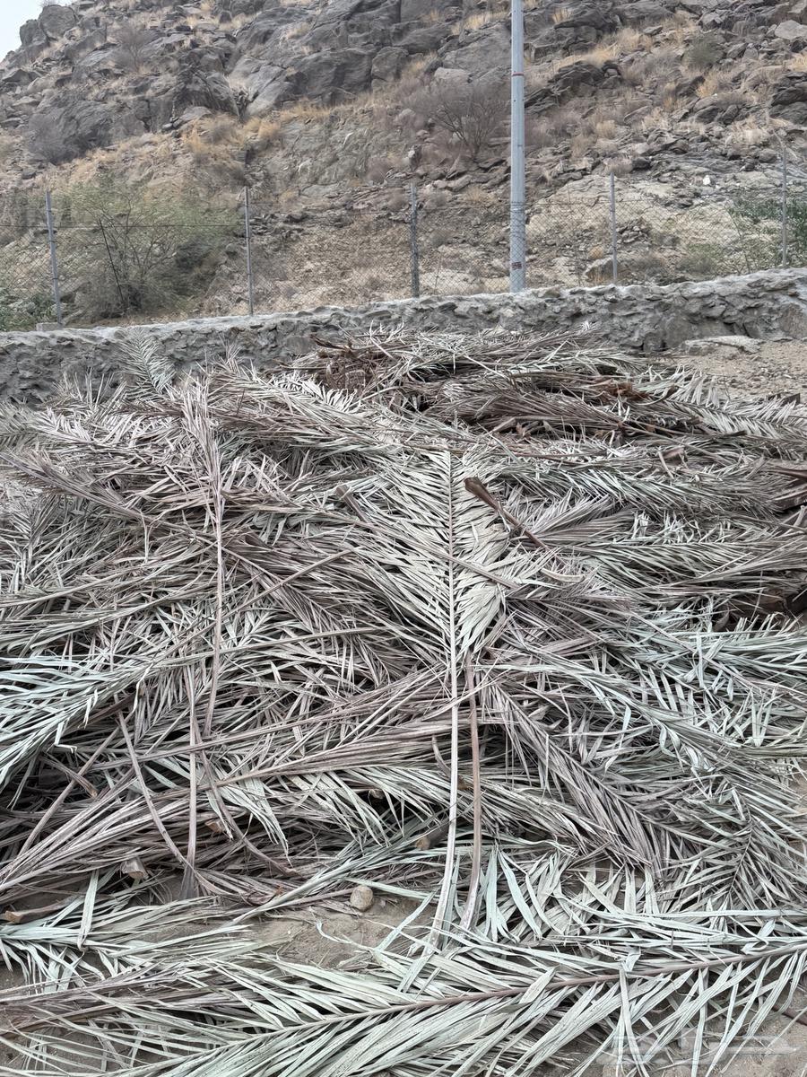 Palm fronds for sale (Sold)63667796616323112